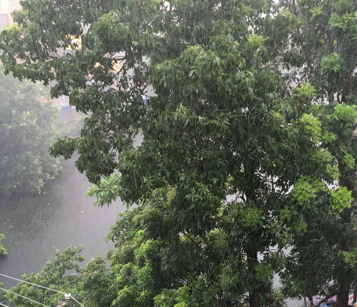 Rain Ragas in the Vernacular