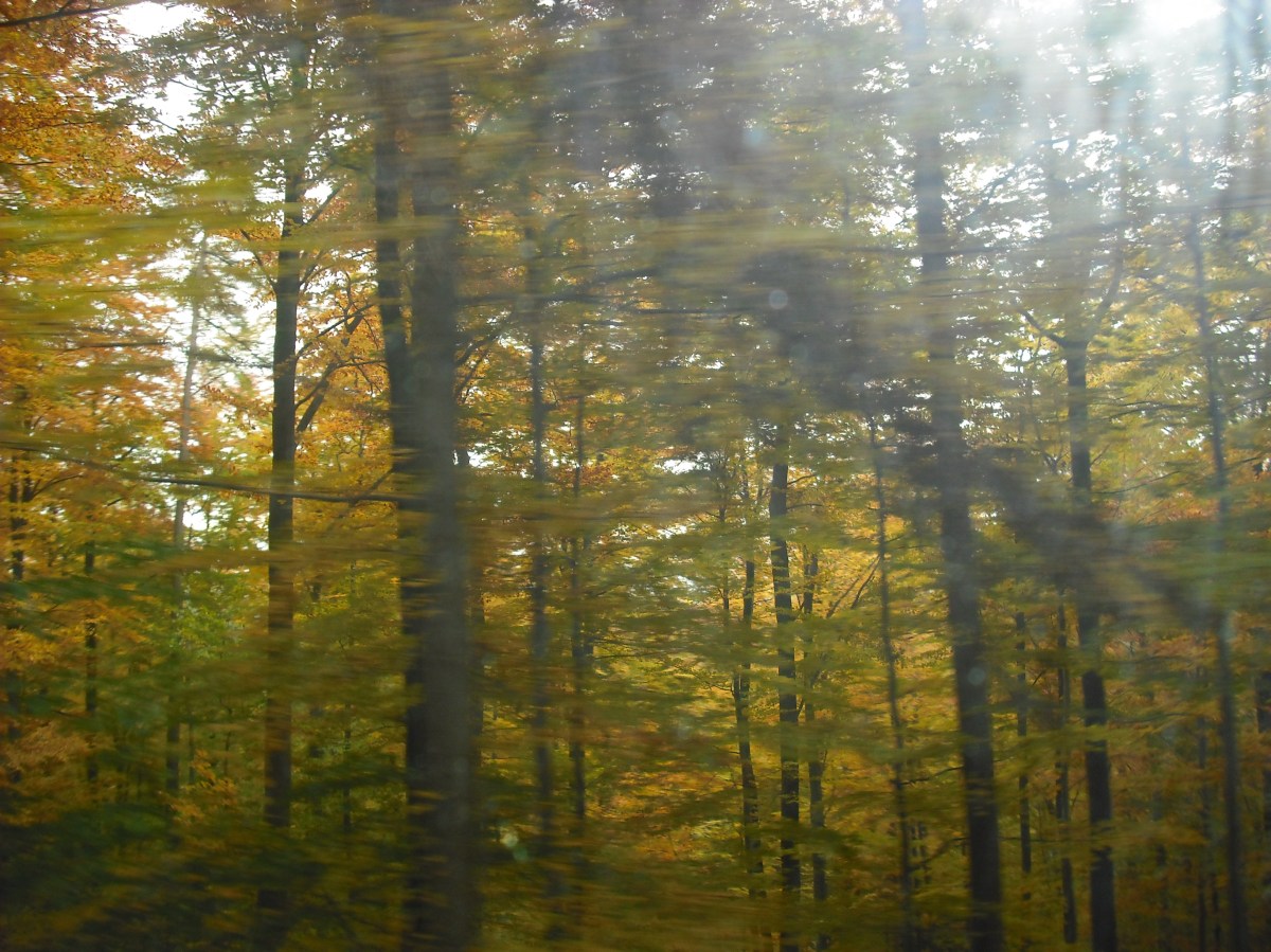 Vagabond Visitors and Foliage Filters