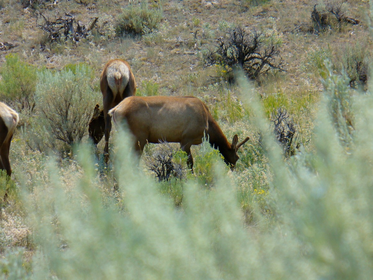 Yellowstone, Part 4: North American Serengeti